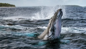 Bí Ẩn Của Loài Cá Voi Secrets of the Whales