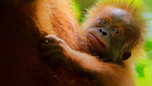 Cuộc sống bí mật của đười ươi Secret Lives of Orangutans