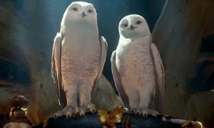 Hộ Vệ Xứ GaHoole - Legend Of The Guardians: The Owls Of Ga'Hoole