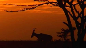 Khu Bảo Tồn Ol Pejeta Châu Phi (Phần 3) Ol Pejeta Diaries
